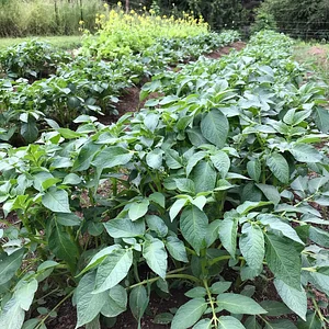 Hildaberry Permaculture Farm & Nursery