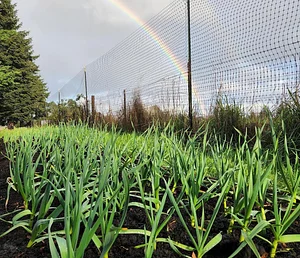 Hildaberry Permaculture Farm & Nursery