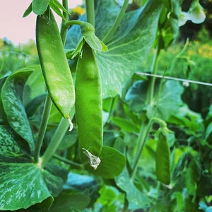 Hildaberry Permaculture Farm & Nursery