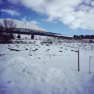 Tap o' Noth Farm