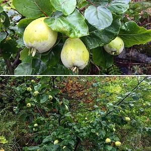 Tap o' Noth Farm