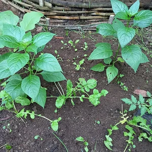 Green Warrior Eco-Farm