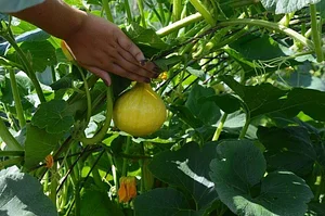 El Campanario - Finca Agroecológica