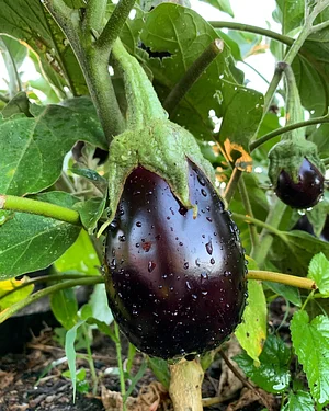 El Campanario - Finca Agroecológica