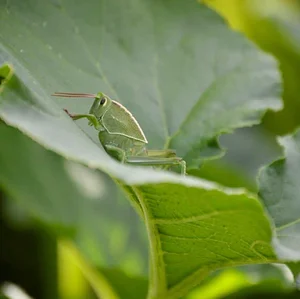 El Campanario - Finca Agroecológica