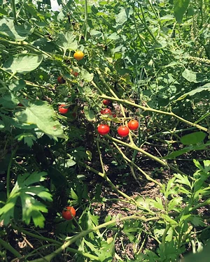 Moyo Farm