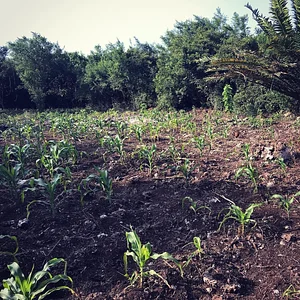 Moyo Farm