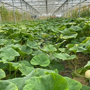 Seed Co-operative