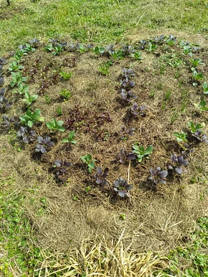 Laughing Frog Farm