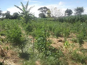 Coletivo de Agroecologia de Jaboticabal 2
