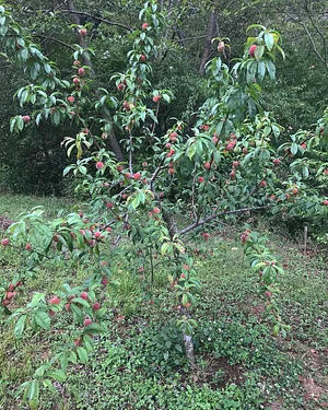 Three Trees Permaculture