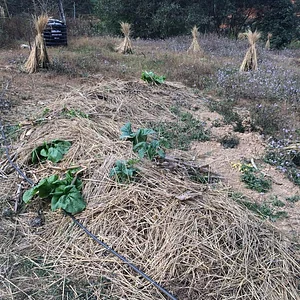 Three Trees Permaculture