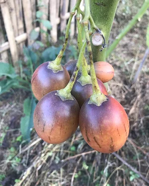 Three Trees Permaculture