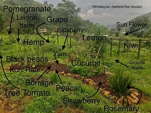 Three Trees Permaculture
