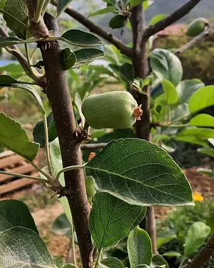 Three Trees Permaculture