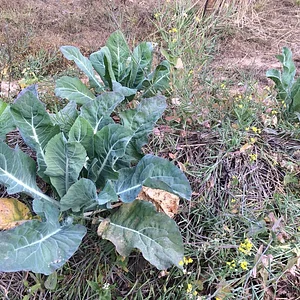 Three Trees Permaculture