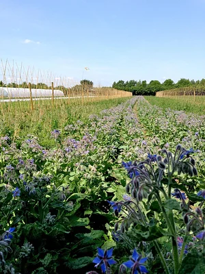 Seed Co-operative