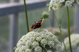 Seed Co-operative