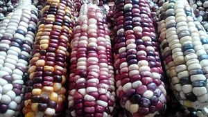 Finca Agroecologica La Flor