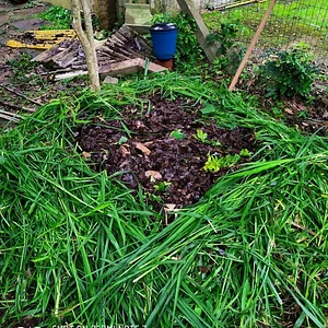 Agrofloresta da UVAIA 4