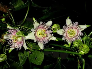 Finca Agroecologica La Flor