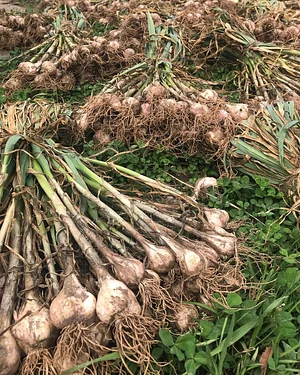 Three Trees Permaculture