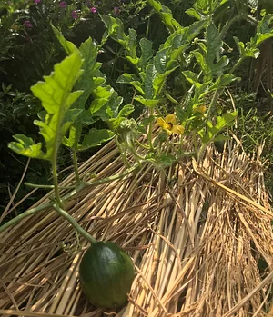 Three Trees Permaculture