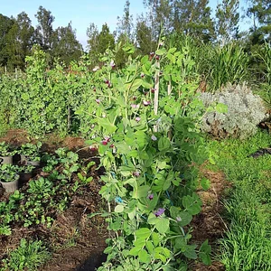 Purple Pear Farm