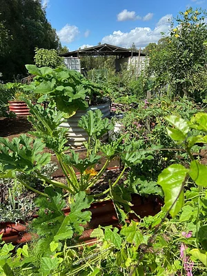 Purple Pear Farm