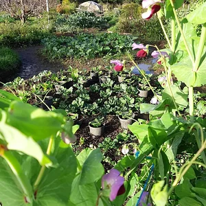 Purple Pear Farm