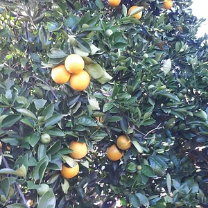 Purple Pear Farm
