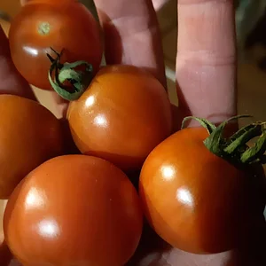 Purple Pear Farm