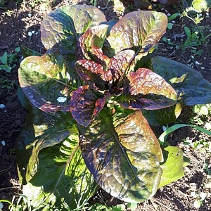Purple Pear Farm
