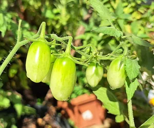New variety of tomatoes in my garden
