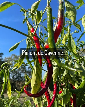 Ferme du Higas