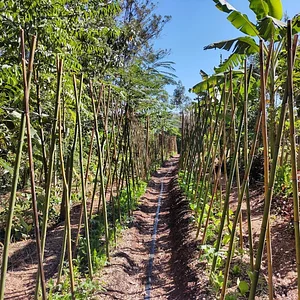 Sistema Agroflorestal do CSA Sítio Santa Fé