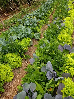 Safs com foco na produção de frutas e hortaliças