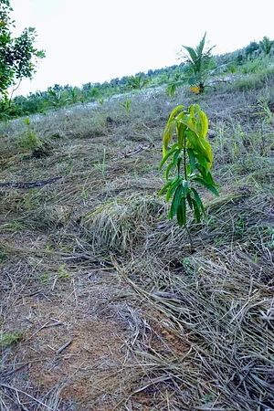 The Garden Estate