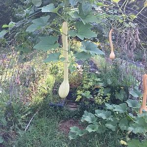 Interwoven Permaculture