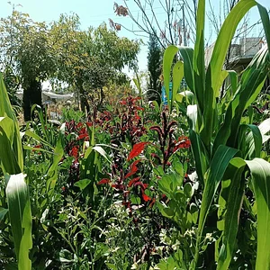 Mu̱'ta Biocultural