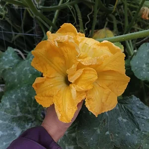 Mu̱'ta Biocultural