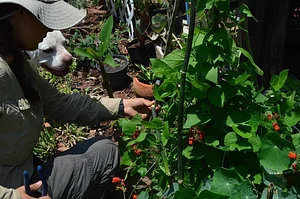 Mu̱'ta Biocultural