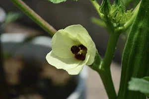 Okra flower