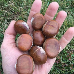 Interwoven Permaculture