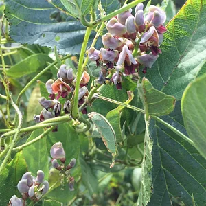 Interwoven Permaculture