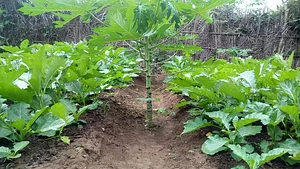 Eco-ferme de Possotome Sud-Bénin
