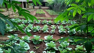 Eco-ferme de Possotome Sud-Bénin