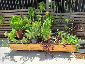 Rearranging the plants