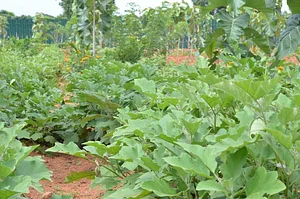 Aranya Agricultural Alternatives