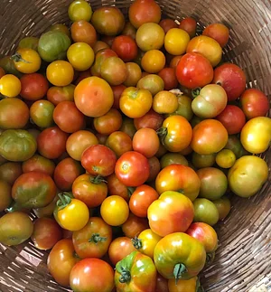 Aranya Agricultural Alternatives